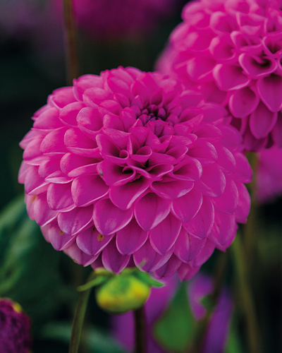 DAHLIA ROCCO 10 kusov Novinka